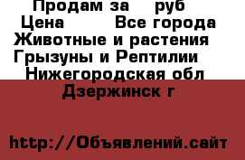 Продам за 50 руб. › Цена ­ 50 - Все города Животные и растения » Грызуны и Рептилии   . Нижегородская обл.,Дзержинск г.